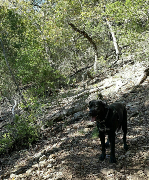 A black dog stands on a rocky trail surrounded by green trees and sunlight filtering through the leaves.