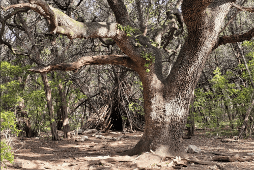 A large tree with textured bark stands in a wooded area, surrounded by greenery and a rustic structure in the background.