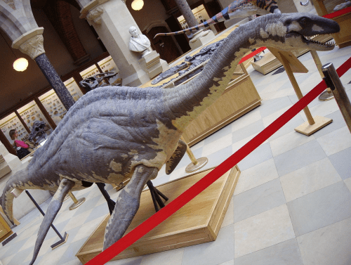 A life-sized model of a marine dinosaur displayed in a museum, surrounded by exhibits and red barriers.