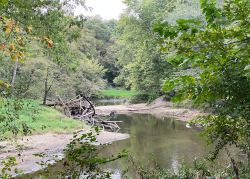 A serene river scene surrounded by trees, with fallen branches and a calm water surface reflecting the greenery.