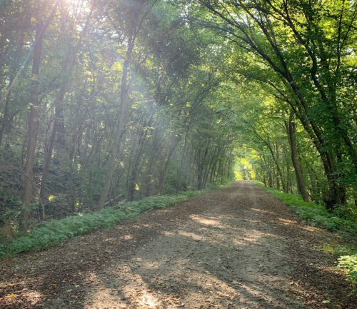 A sunlit dirt path surrounded by lush green trees, creating a serene and inviting forest atmosphere.