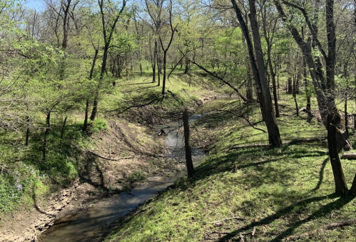 A serene landscape featuring a winding creek surrounded by lush green trees and grassy banks under a clear sky.