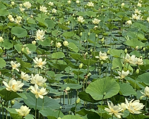 A serene pond filled with lush green lily pads and blooming white lotus flowers under bright sunlight.