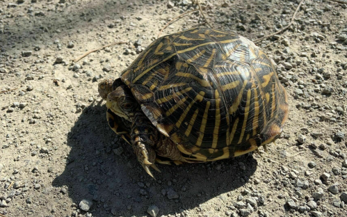 A close-up of a patterned tortoise resting on a gravel surface, with sunlight casting a shadow.