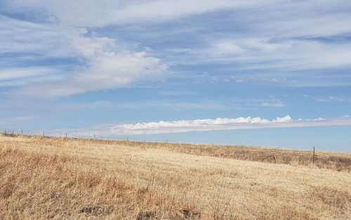 A vast, dry landscape with golden grass under a blue sky featuring scattered clouds.