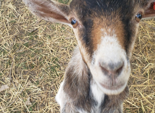 Close-up of a curious goat with large ears, looking directly at the camera, surrounded by straw.