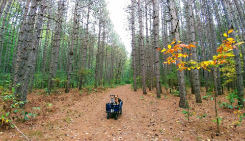 A forest path lined with tall trees, featuring a small cart on the trail and a few autumn leaves.
