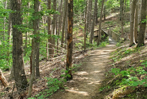 A winding dirt path through a lush green forest, leading to a wooden structure in the distance.