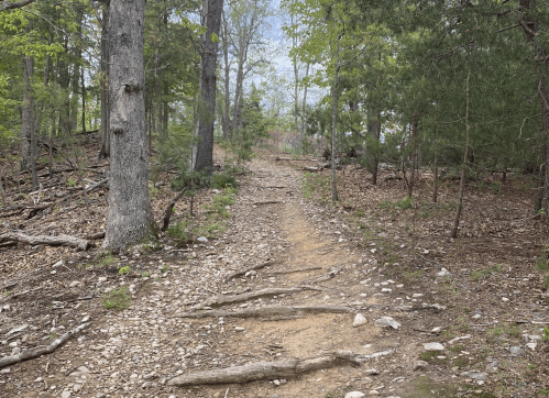 A rocky trail winding through a wooded area, surrounded by trees and greenery under a clear sky.