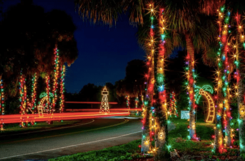 Colorful holiday lights adorn palm trees along a winding road at night, creating a festive atmosphere.