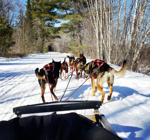 A team of sled dogs pulls a sled along a snowy trail surrounded by trees on a clear day.