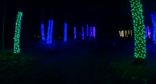 A dark forest path illuminated by tall trees wrapped in vibrant blue and green lights.