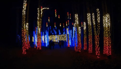 A pathway through a forest illuminated with colorful lights in red, blue, and white, creating a festive atmosphere.