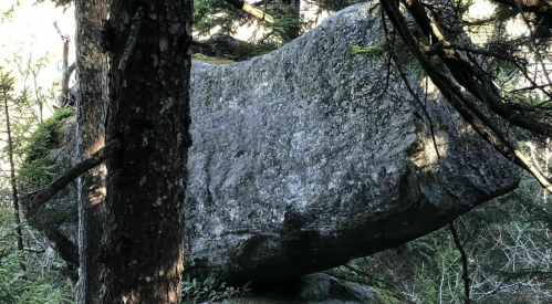 A large, moss-covered rock partially obscured by trees in a forested area.