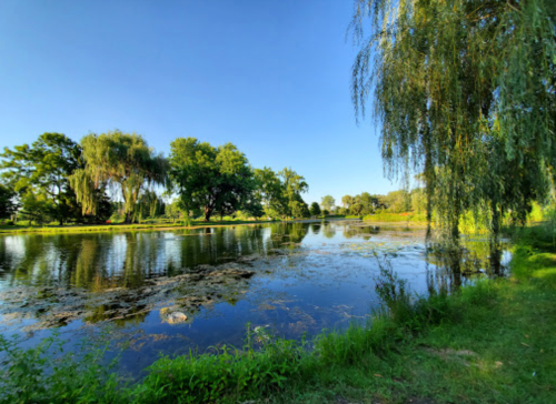 A serene pond surrounded by lush greenery and trees under a clear blue sky. Reflections shimmer on the water's surface.