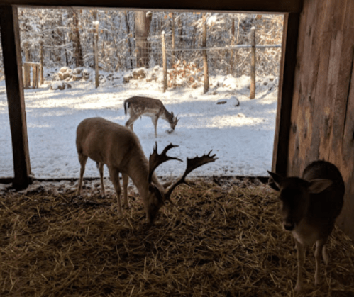Two deer in a snowy outdoor setting, one with antlers, seen from inside a barn with straw on the ground.