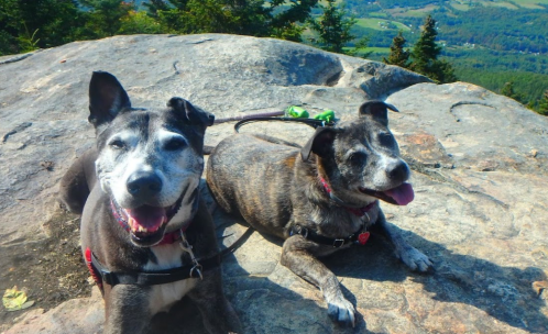 Two happy dogs sitting on a rocky surface, surrounded by trees and a scenic view in the background.