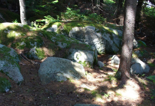Sunlit forest scene featuring large moss-covered rocks and scattered pine needles among trees.