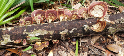Colorful mushrooms grow in layers on a fallen log, surrounded by leaves and greenery in a forest setting.