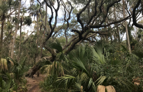 Lush forest scene with twisted trees and palm fronds under a cloudy sky.