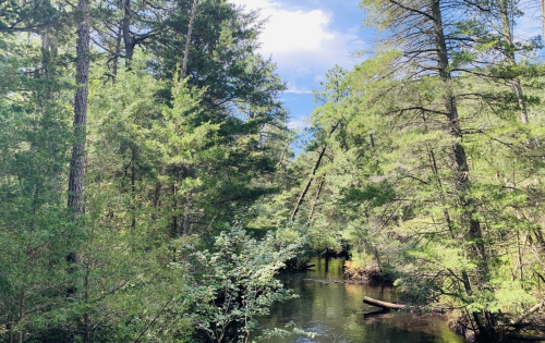 A serene forest scene with a calm stream surrounded by lush green trees under a partly cloudy sky.