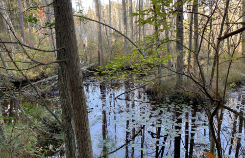 A serene wetland scene with trees reflecting in calm water, surrounded by lush greenery and lily pads.