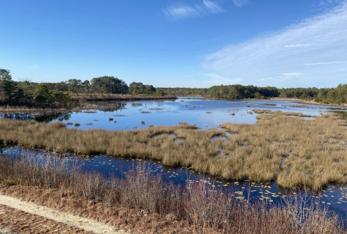 A serene wetland landscape with calm water, tall grasses, and a clear blue sky.
