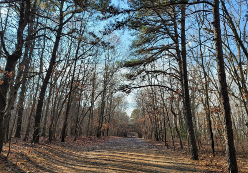 A serene forest path lined with tall trees, featuring bare branches and scattered leaves on the ground under a clear sky.