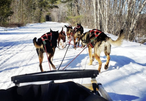 A team of sled dogs pulls a sled along a snowy trail surrounded by trees.