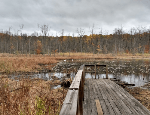 A wooden dock extends into a calm wetland, surrounded by autumn foliage and overcast skies.