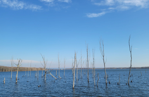 A serene lake scene with bare trees rising from the water under a clear blue sky.