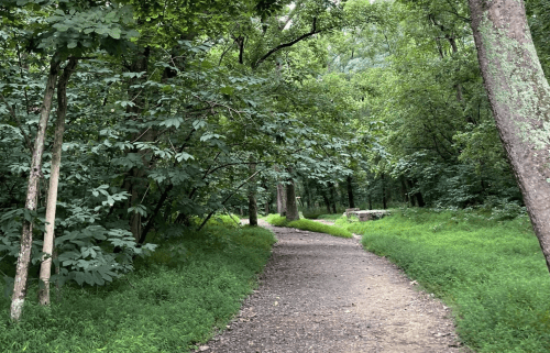 A winding dirt path through a lush green forest, surrounded by trees and vibrant foliage.