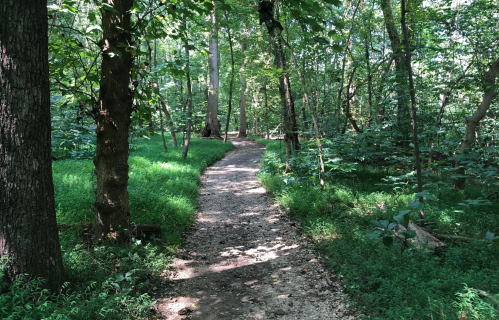 A winding dirt path through a lush green forest, surrounded by trees and vibrant foliage.