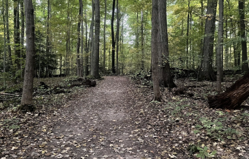 A serene forest path surrounded by tall trees and scattered autumn leaves on the ground.