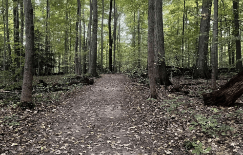 A serene forest path surrounded by tall trees and scattered autumn leaves on the ground.