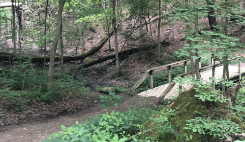 A wooden bridge crosses a small stream in a lush, green forest with trees and underbrush.