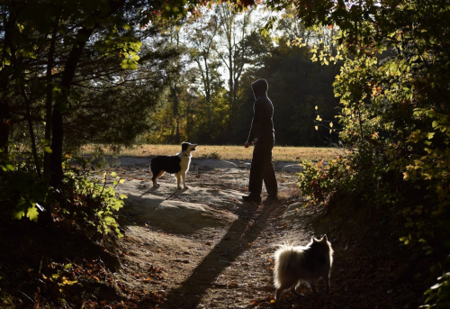 A person in a hoodie walks two dogs along a sunlit path surrounded by trees.