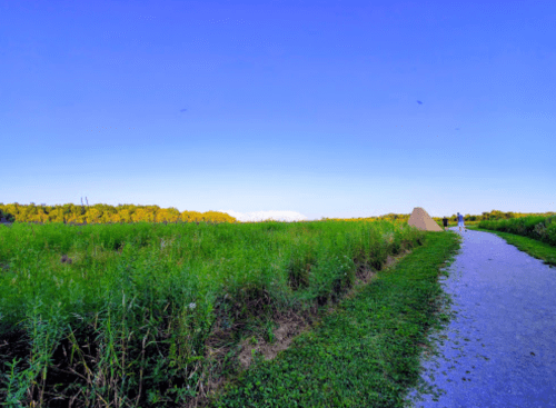A scenic pathway through a lush green field under a clear blue sky, with trees in the background.