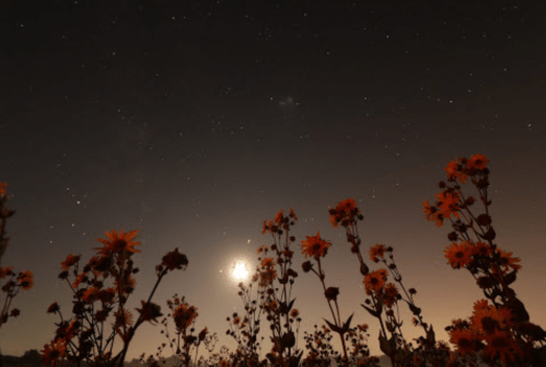 Silhouetted flowers against a starry night sky with a bright moon illuminating the scene.