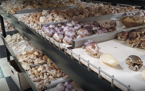 A display of various seashells and marine specimens arranged on shelves in a store.