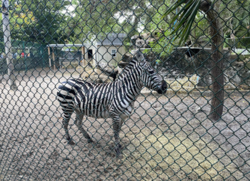 A zebra stands in a zoo enclosure, behind a chain-link fence, surrounded by trees and a rocky area.