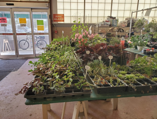 A greenhouse interior filled with various potted plants and succulents on tables, with a door and bicycle visible in the background.