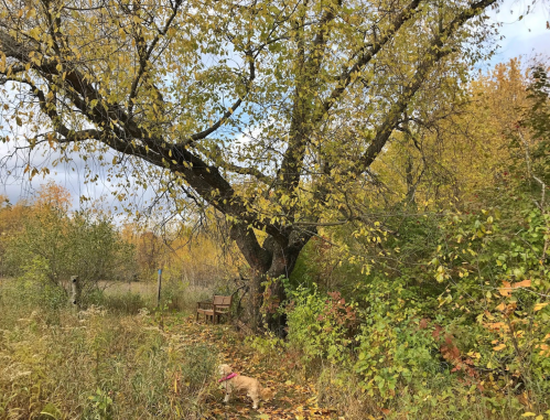 A large tree with yellow leaves stands in a lush, green area, with a bench partially visible in the background.