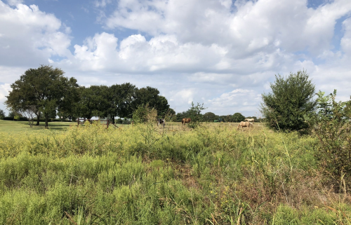 A grassy field with trees and a few cows grazing under a partly cloudy sky.