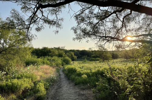 A serene path through lush greenery, framed by tree branches, with a warm sunset in the background.