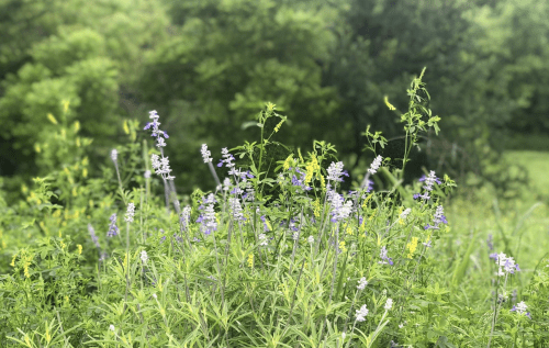 A lush field of wildflowers with purple and yellow blooms, surrounded by green foliage and trees in the background.