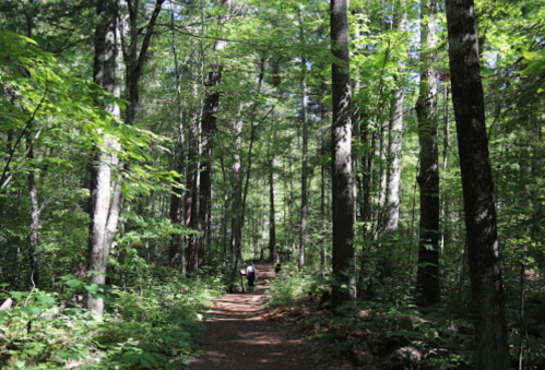 A serene forest path surrounded by tall trees and lush green foliage, with a person walking in the distance.