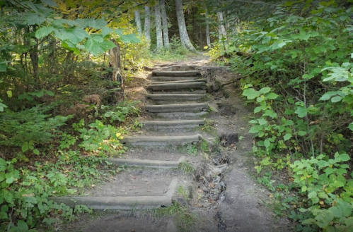 Wooden steps lead up a forested path, surrounded by lush greenery and trees.