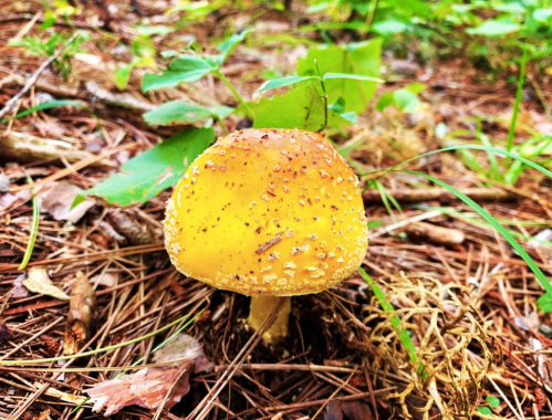 A bright yellow mushroom with a speckled cap growing among pine needles and green foliage in a forest.