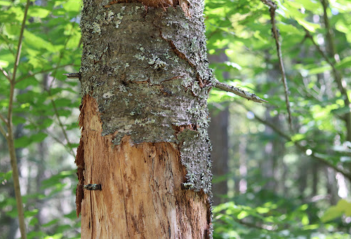 Close-up of a tree trunk with textured bark and green foliage in the background, showcasing natural forest scenery.